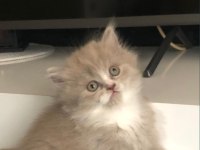 British Longhair Yavrularımız