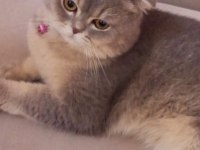 Sahiplendirme scottish fold