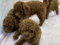 Siyah red ve red brown dişi erkek poodle yavrularımız