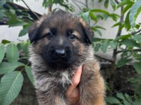 A kalite full şecereli yavru alman kurtlar