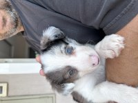 Çiftlik değil ev ortamı border collie