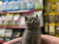 British shorthair 2 aylık kedimiz