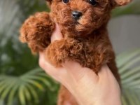 Karakteri ve Görünüşüyle Özel Poodle