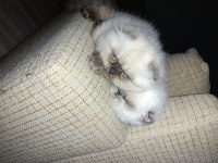 2 aylık scottish fold yavrumuz için