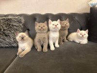 British Shorthair Yavrularımız @Petclubadanaa