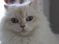 11 Aylık British Longhair Dişi Kedi (Ücretli)