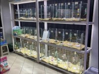 81 İLE GÜVENLİ HAMSTER GÖNDERİM SAĞLAYAN TEK FİRMA