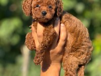 Ultra Kaliteli Poodle Yavrular