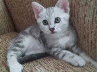 Anne scottish baba amerikan shorthair