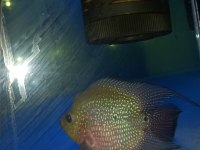 FLOWERHORN