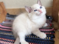 Ragdoll yavrular dişi erkek
