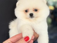 BİBLO DİŞİ KARBEYAZ POMERANİAN BOO
