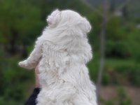 0 numara maltese terrier yavrumuz