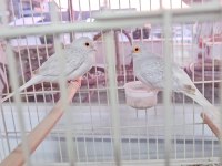 Minyatür Kumru (Diamon Dove)