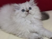 Aşılı ve Karneli Safkan British Longhair Erkek Yavru