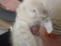 British longhair çok tatlı yavrular
