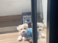 5 aylık maltipoo yavru