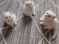Efsane güzellikte british shorthair bebekler
