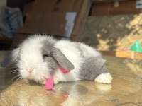 Hollanda Lop Tavşanlar Her Yere Gönderilir