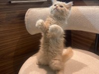 British Shorthair - British longhair