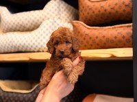 Toy poodle ayarında maltipoo