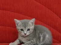 TATLIMI TATLI TOP KAFA BRİTİSH YAVRULARIMIZ