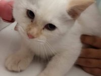 KARTOPU BRİTİSH SHORTHAİR MİNNOŞ