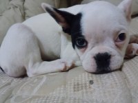 ÇOK TATLI OYUN DELİSİ FRENCH BULLDOG