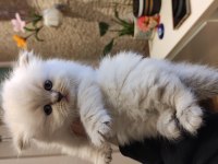 Birbirinden Güzel British Longhair Yavrular