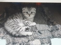 Bayram şekerleri scottish fold