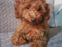 4 aylık minyatür poodle yavruları