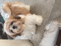 0 burun tüy dökmez koku yapmaz A kalite shih tzu yavrular