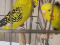 Ücretsiz lutino kırması hazır kurulu çift muhabbet kuşu