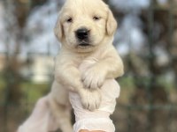 Bebek Yüzlü Golden Retriever Yavrular