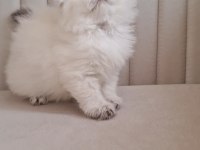 Silver point british longhair dişi ve erkek kardeşler