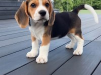 BEAGLE BEBEKLER