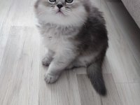 British longhair kedisi sahiplendirme