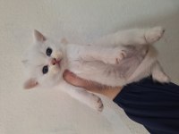 British Shorthair Yavru Kedimiz