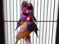 Gouldian Finch (Gökkuşağı İspinozu)