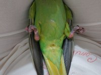 El Besleme Bebek Pakistan Papağanı
