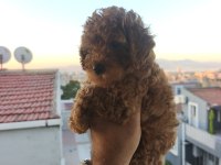 Toy poodle yavrular