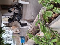 Pekinez ve terrier melezi