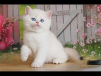 Kusursuz Asil Silver British Shorthair 