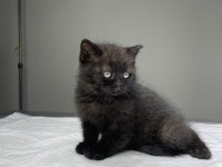 Tatlış britishler shorthair