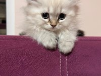 Maviş Gözlü Yavru Kedilerimiz Sizleri Bekliyor