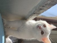 EŞSİZ GÜZELLİKTE YAVRU BRİTİSH SHORTHAİR