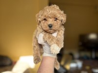 KOREA MALTİPOO TEACUP BEBEKLER