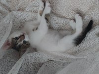 Kedimiz Simba Oğlum