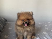 2 AYLIK POMERANİAN BOO