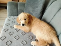 Golden retriever Şila kızımız